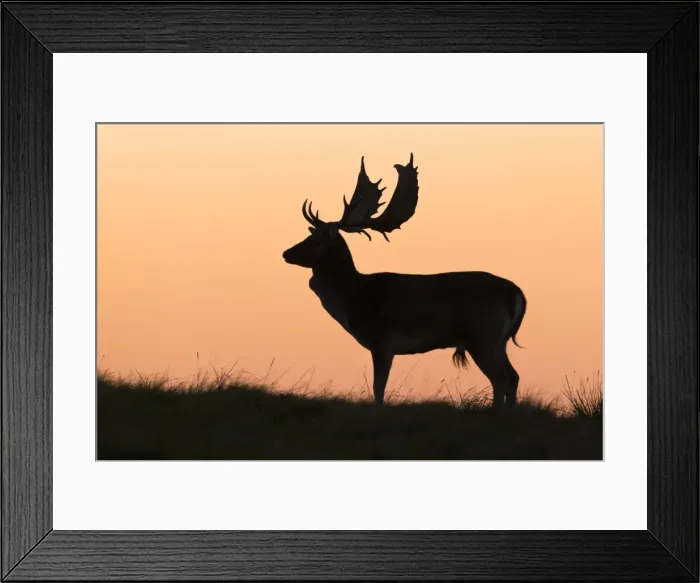 Framed Print : Fallow Deer - Buck as silhouette standing on horizon at dusk - during the rut - Seeland - Denmark Framed Print : Fallow Deer - Buck as silhouette standing on horizon at dusk - during the rut - Seeland - Denmark