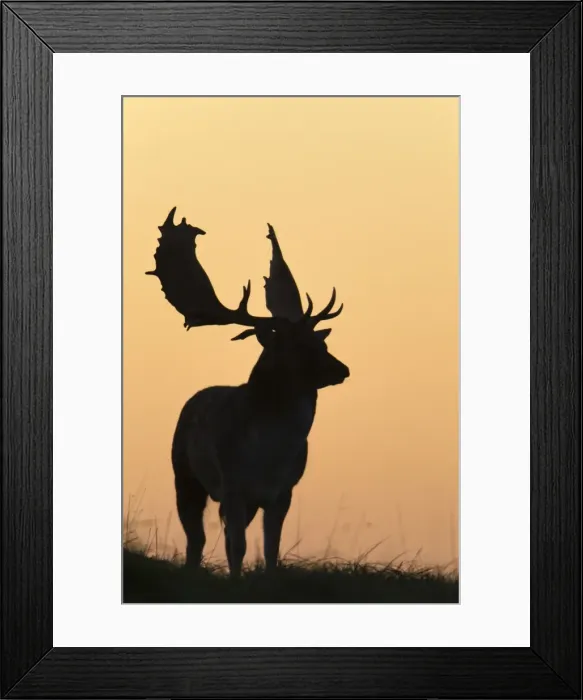 Framed Print : Fallow Deer - buck as silhouette standing on horizon at dusk - during the rut - Seeland - Denmark Framed Print : Fallow Deer - buck as silhouette standing on horizon at dusk - during the rut - Seeland - Denmark