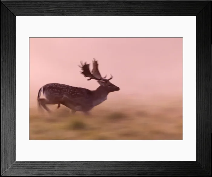 Framed Print : Fallow Deer - buck running across a meadow at dawn - during the rut - Seeland - Denmark Framed Print : Fallow Deer - buck running across a meadow at dawn - during the rut - Seeland - Denmark