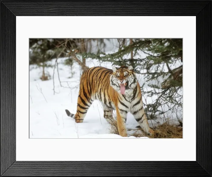 Framed Print : Siberian Tiger WAT 7638 Snarling Panthera pardus orient © M. Watson / ardea. com Framed Print : Siberian Tiger WAT 7638 Snarling Panthera pardus orient © M. Watson / ardea. com