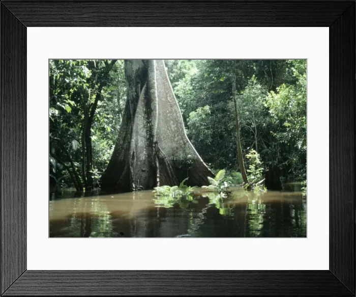 Framed Print : Brazil - flooded forest, Amazon Framed Print : Brazil - flooded forest, Amazon