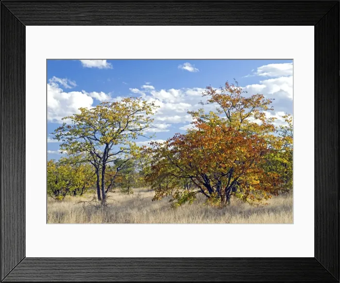 Framed Print : Colours of mopane veld, due mostly to the mopane tree. Letaba, Kruger National Park, South Africa Framed Print : Colours of mopane veld, due mostly to the mopane tree. Letaba, Kruger National Park, South Africa