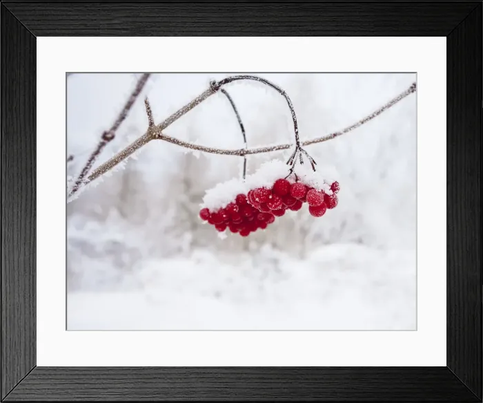 Framed Print : Red Berries - in snow 11951 Framed Print : Red Berries - in snow 11951