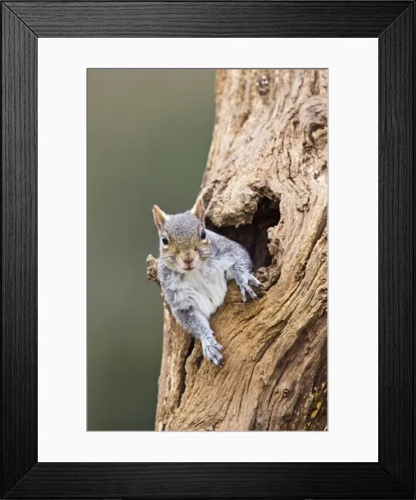 Framed Print : Grey Squirrel - looking out from hole in tree - Bedfordshire UK 12583 Framed Print : Grey Squirrel - looking out from hole in tree - Bedfordshire UK 12583
