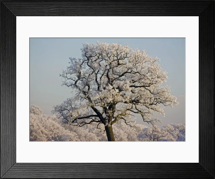 Framed Print : Oak Tree - covered in hoarfrost - Warwickshire - England Framed Print : Oak Tree - covered in hoarfrost - Warwickshire - England