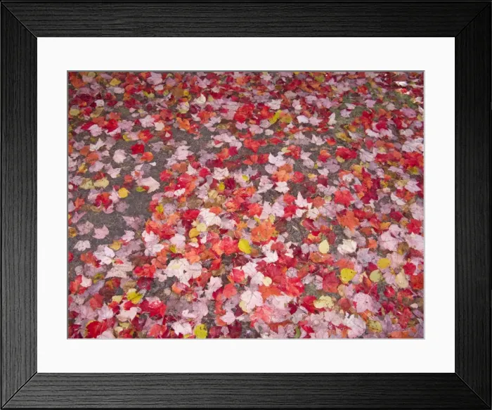Framed Print : Fallen Maple leaves on forest floor Upper Penninsular Michigan, USA LA004415 Framed Print : Fallen Maple leaves on forest floor Upper Penninsular Michigan, USA LA004415
