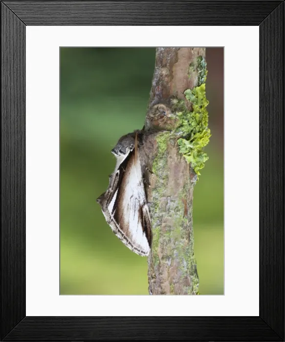 Framed Print : Lesser Swallow Prominent Moth - Essex, UK IN000687 Framed Print : Lesser Swallow Prominent Moth - Essex, UK IN000687