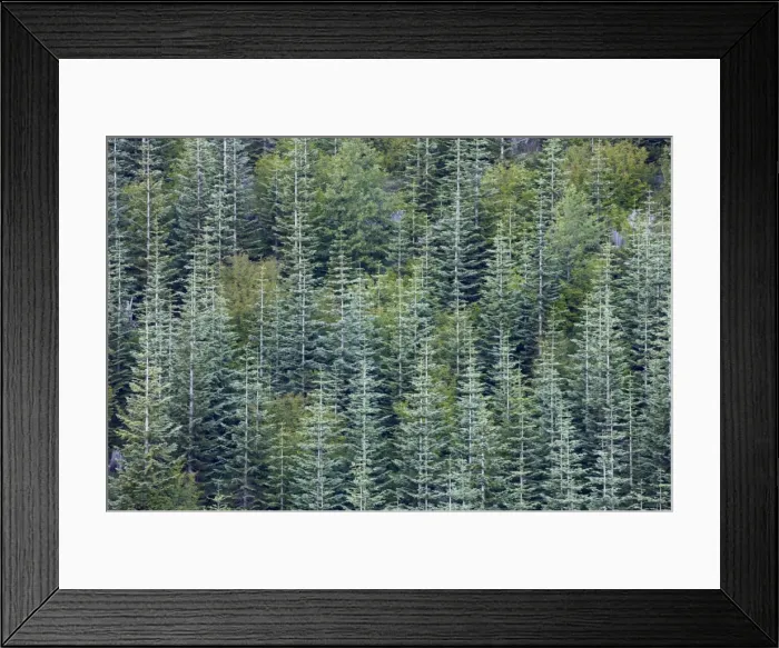 Framed Print : Noble Fir Plantation - Mount St Helens National Monument Washington State, USA LA001200 Framed Print : Noble Fir Plantation - Mount St Helens National Monument Washington State, USA LA001200
