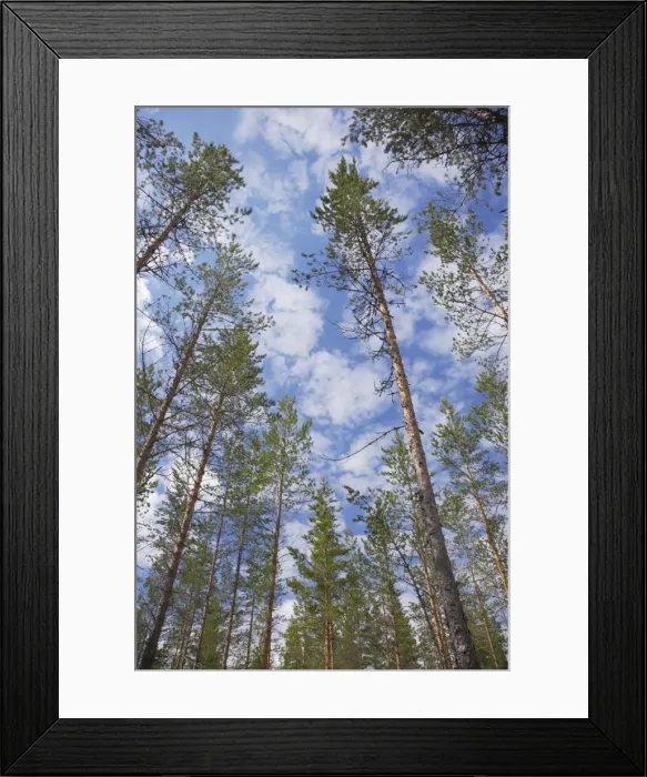 Framed Print : Managed Pine Forest Finland LA003416 Framed Print : Managed Pine Forest Finland LA003416
