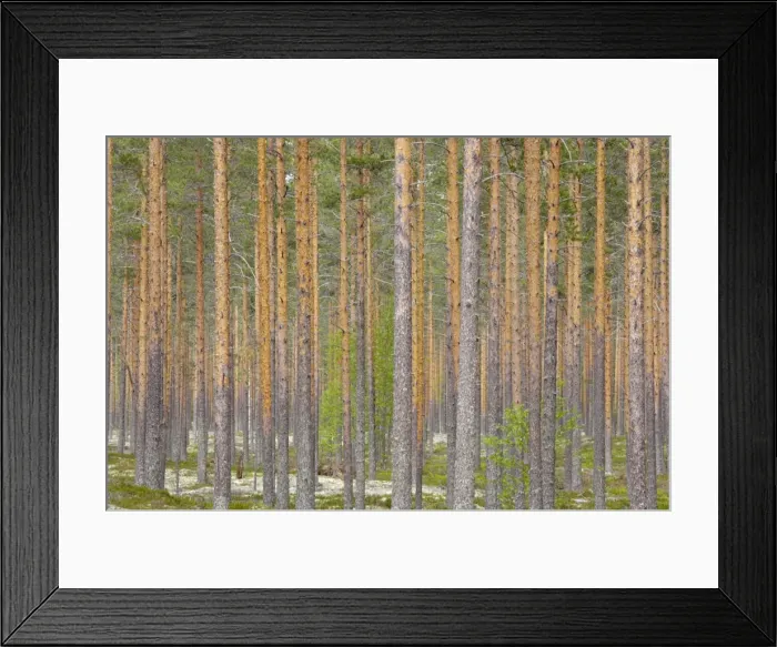 Framed Print : Managed Pine Forest Finland LA003422 Framed Print : Managed Pine Forest Finland LA003422