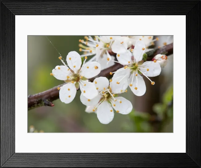 Framed Print : Blackthorn Blossom - Cornwall -UK Framed Print : Blackthorn Blossom - Cornwall -UK