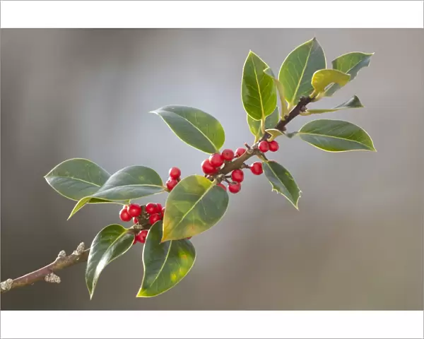 Holly branch and berries - UK