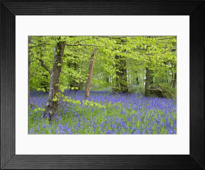 Framed Print : Bluebells - amongst Beech Trees in spring - Lanhydrock Woods, Cornwall, UK Framed Print : Bluebells - amongst Beech Trees in spring - Lanhydrock Woods, Cornwall, UK