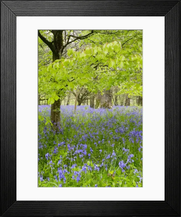 Framed Print : Bluebells - amongst Beech Trees in spring - Lanhydrock Woods, Cornwall, UK Framed Print : Bluebells - amongst Beech Trees in spring - Lanhydrock Woods, Cornwall, UK