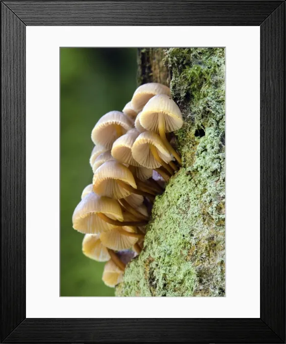 Framed Print : Oak Bonnet-cap - tree trunk - UK Framed Print : Oak Bonnet-cap - tree trunk - UK