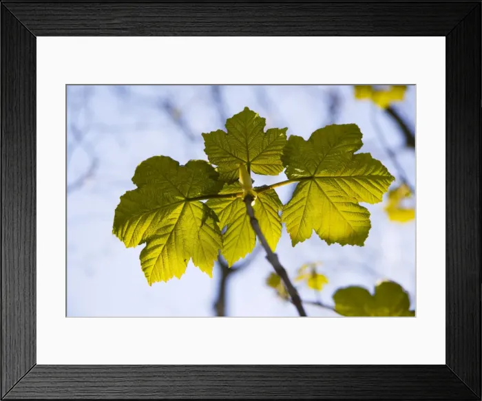 Framed Print : Sycamore leaves - Newly emerged leaves in the spring photographed against the sky. England, UK Framed Print : Sycamore leaves - Newly emerged leaves in the spring photographed against the sky. England, UK