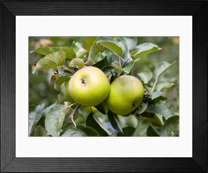 Framed Print : Bramley Apple - two large apples on the tree - Wiltshire - England - UK