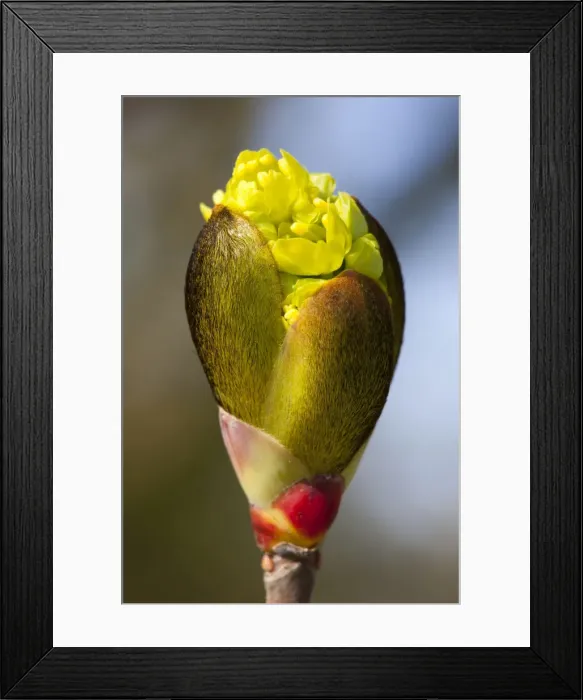 Framed Print : Horse Chestnut - close-up of flower bud - Wiltshire - England - UK Framed Print : Horse Chestnut - close-up of flower bud - Wiltshire - England - UK