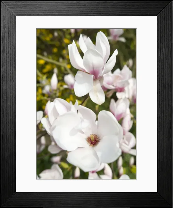 Framed Print : Magnolia Flowers - Norfolk - UK Framed Print : Magnolia Flowers - Norfolk - UK