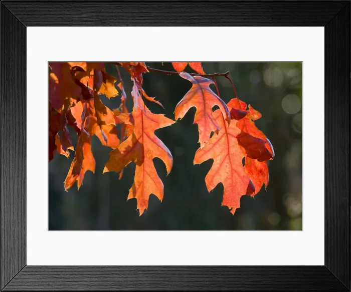 Framed Print : Scarlet Oak Leaves - in autumn colour - Norfolk - UK Framed Print : Scarlet Oak Leaves - in autumn colour - Norfolk - UK