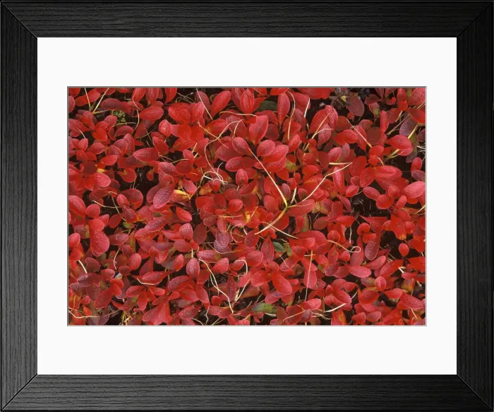 Framed Print : Dwarf Willow in Autumn colour - October - Jasper National Park - Alberta - Canada Framed Print : Dwarf Willow in Autumn colour - October - Jasper National Park - Alberta - Canada