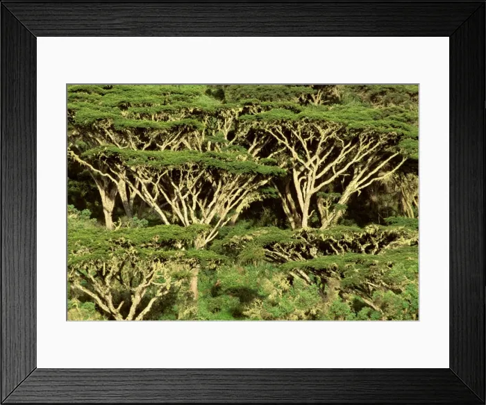 Framed Print : Forst of Acacia - on rim of Ngorongoro Crater - Ngorongoro Conservation Area - Tanzania JFL14189 Framed Print : Forst of Acacia - on rim of Ngorongoro Crater - Ngorongoro Conservation Area - Tanzania JFL14189