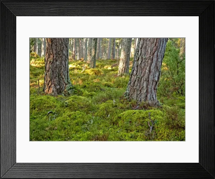 Framed Print : Pine Forest - tree trunks - near Loch Garton - Cairngorm NP - Scotland Framed Print : Pine Forest - tree trunks - near Loch Garton - Cairngorm NP - Scotland