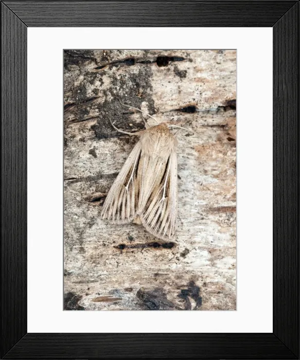 Framed Print : Shoulder-striped Wainscot Moth - On trunk of birch tree - Lincolnshire - England Framed Print : Shoulder-striped Wainscot Moth - On trunk of birch tree - Lincolnshire - England
