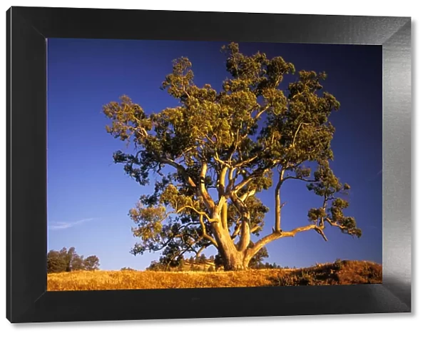 River Red Gum tree - Flinders Ranges, South Australia JLR02145