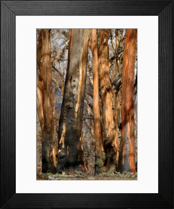 Framed Print : Regrow on Gum trees after bush fire JLR 34 Davies plain - Alpine National Park North East Victoria. Australia © Jean-Marc La-Roque / ardea. com Framed Print : Regrow on Gum trees after bush fire JLR 34 Davies plain - Alpine National Park North East Victoria. Australia © Jean-Marc La-Roque / ardea. com