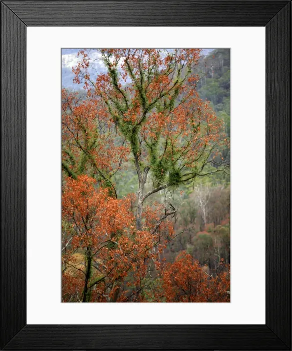 Framed Print : Regrow on Gum trees after bush fire JLR 38 Davies plain - Alpine National Park North East Victoria. Australia © Jean-Marc La-Roque / ardea. com Framed Print : Regrow on Gum trees after bush fire JLR 38 Davies plain - Alpine National Park North East Victoria. Australia © Jean-Marc La-Roque / ardea. com