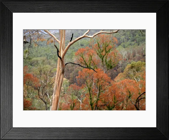 Framed Print : Regrow on Gum trees after bush fire JLR 39 Davies plain - Alpine National Park North East Victoria. Australia © Jean-Marc La-Roque / ardea. com Framed Print : Regrow on Gum trees after bush fire JLR 39 Davies plain - Alpine National Park North East Victoria. Australia © Jean-Marc La-Roque / ardea. com
