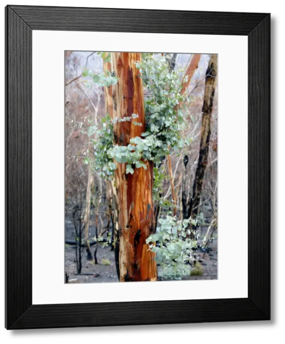 Framed Print : Regrow on Gum trees after bush fire JLR 44 Davies plain - Alpine National Park North East Victoria. Australia © Jean-Marc La-Roque / ardea. com Framed Print : Regrow on Gum trees after bush fire JLR 44 Davies plain - Alpine National Park North East Victoria. Australia © Jean-Marc La-Roque / ardea. com
