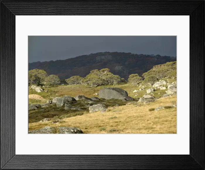Framed Print : Alpine National Park JLR 57 Near Falls Creek, North East Victoria, Australia © Jean-Marc La-Roque / ardea. com Framed Print : Alpine National Park JLR 57 Near Falls Creek, North East Victoria, Australia © Jean-Marc La-Roque / ardea. com