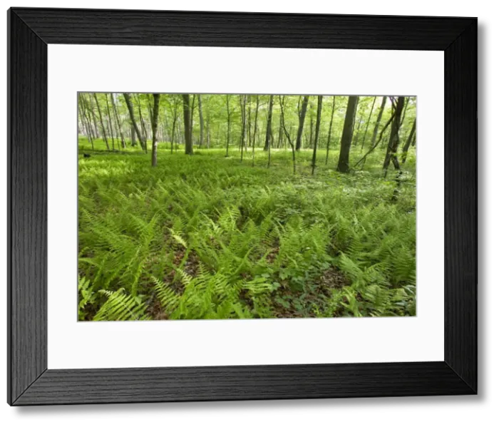 Framed Print : Eastern Forest - several years after fire burned understory. May in Connecticut, USA