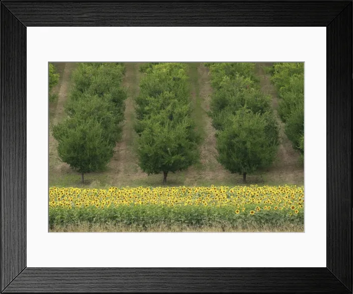 Framed Print : Plum Trees - with Sunflowers in foreground - Lot and Garonne - France Framed Print : Plum Trees - with Sunflowers in foreground - Lot and Garonne - France
