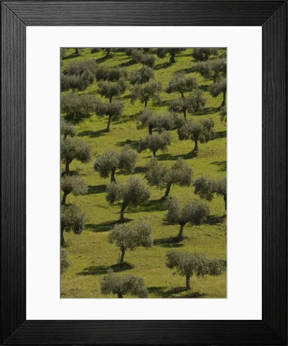 Framed Print : Olive Trees - Andalucia - Spain Framed Print : Olive Trees - Andalucia - Spain