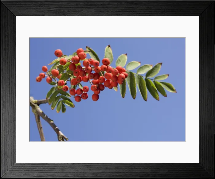 Framed Print : Sorbus with fruit Framed Print : Sorbus with fruit
