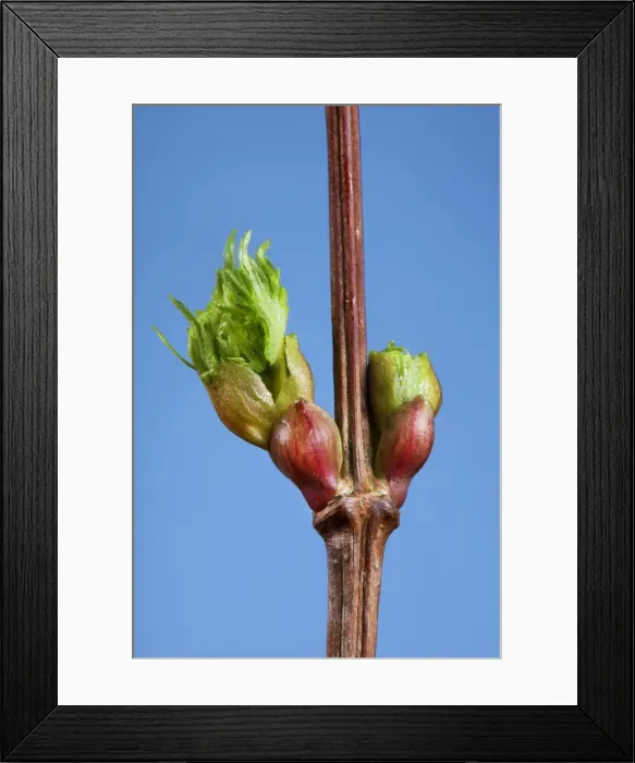 Framed Print : Common lime bud and leaf Framed Print : Common lime bud and leaf