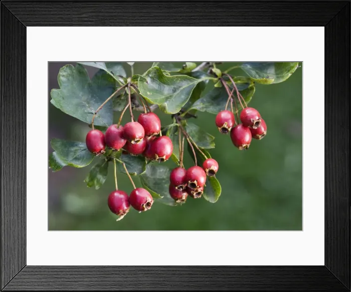 Framed Print : Hawthorn with fruit Framed Print : Hawthorn with fruit