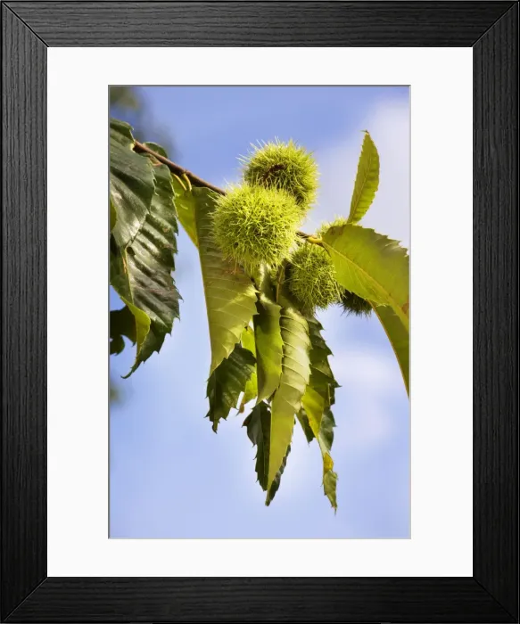 Framed Print : Sweet Chestnut fruit Framed Print : Sweet Chestnut fruit