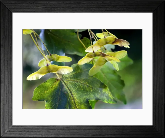 Framed Print : Field Maple with fruit Framed Print : Field Maple with fruit