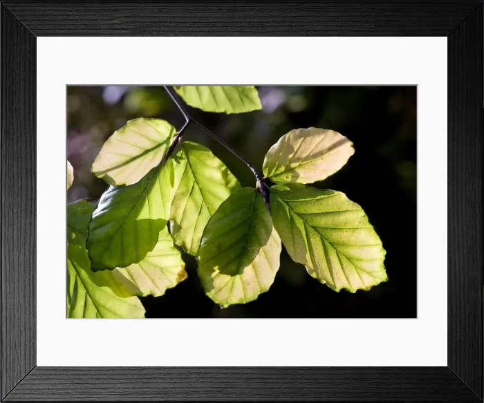 Framed Print : Beech Tree - leaves Framed Print : Beech Tree - leaves