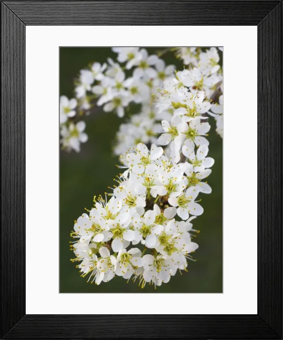 Framed Print : Blackthorn branch with flowers - in spring Framed Print : Blackthorn branch with flowers - in spring