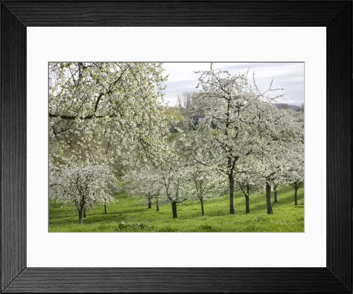 Framed Print : Orchard - in spring blossom Framed Print : Orchard - in spring blossom