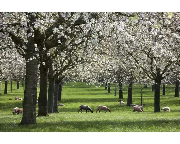 Orchard - in spring blossom - with Sheep feeding beneath