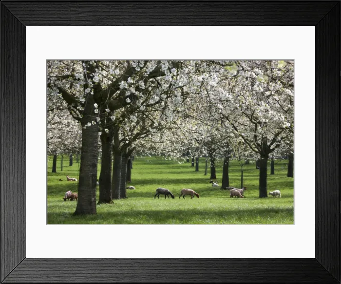 Framed Print : Orchard - in spring blossom - with Sheep feeding beneath