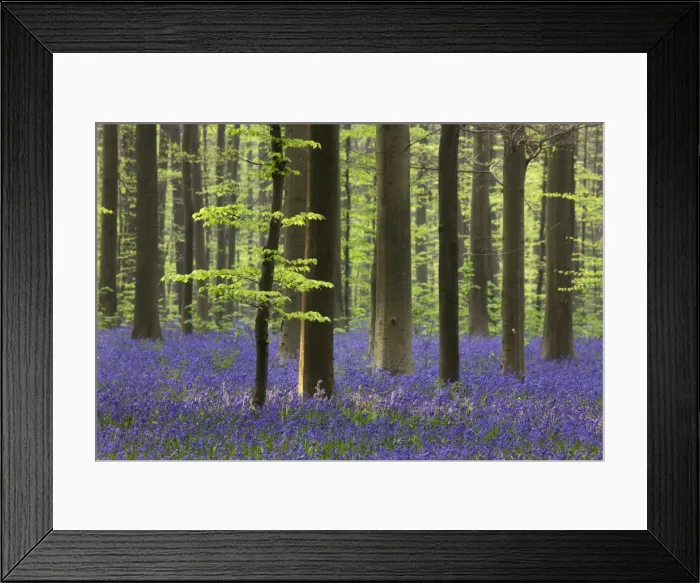 Framed Print : Bluebell Flowers - in forest with Beech Trees Framed Print : Bluebell Flowers - in forest with Beech Trees