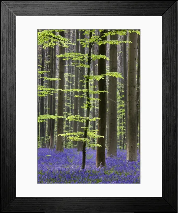 Framed Print : Bluebell Flowers - in forest with Beech Trees Framed Print : Bluebell Flowers - in forest with Beech Trees