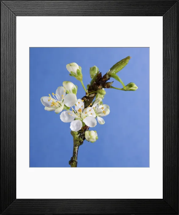 Framed Print : Plum Tree - blossom Framed Print : Plum Tree - blossom